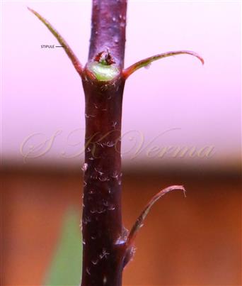  Stem stellate hairy and stipules